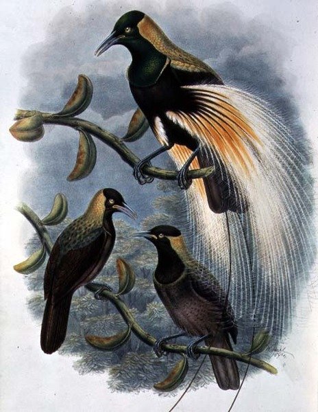 Trichoparadisea Gulielmi door William Matthew Hart