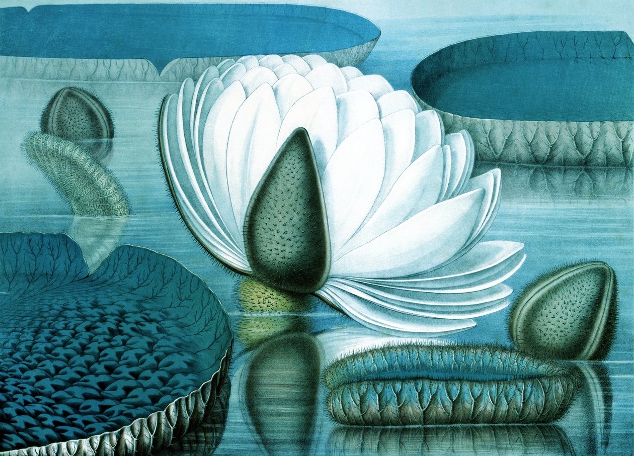 Waterlilies door William Sharp