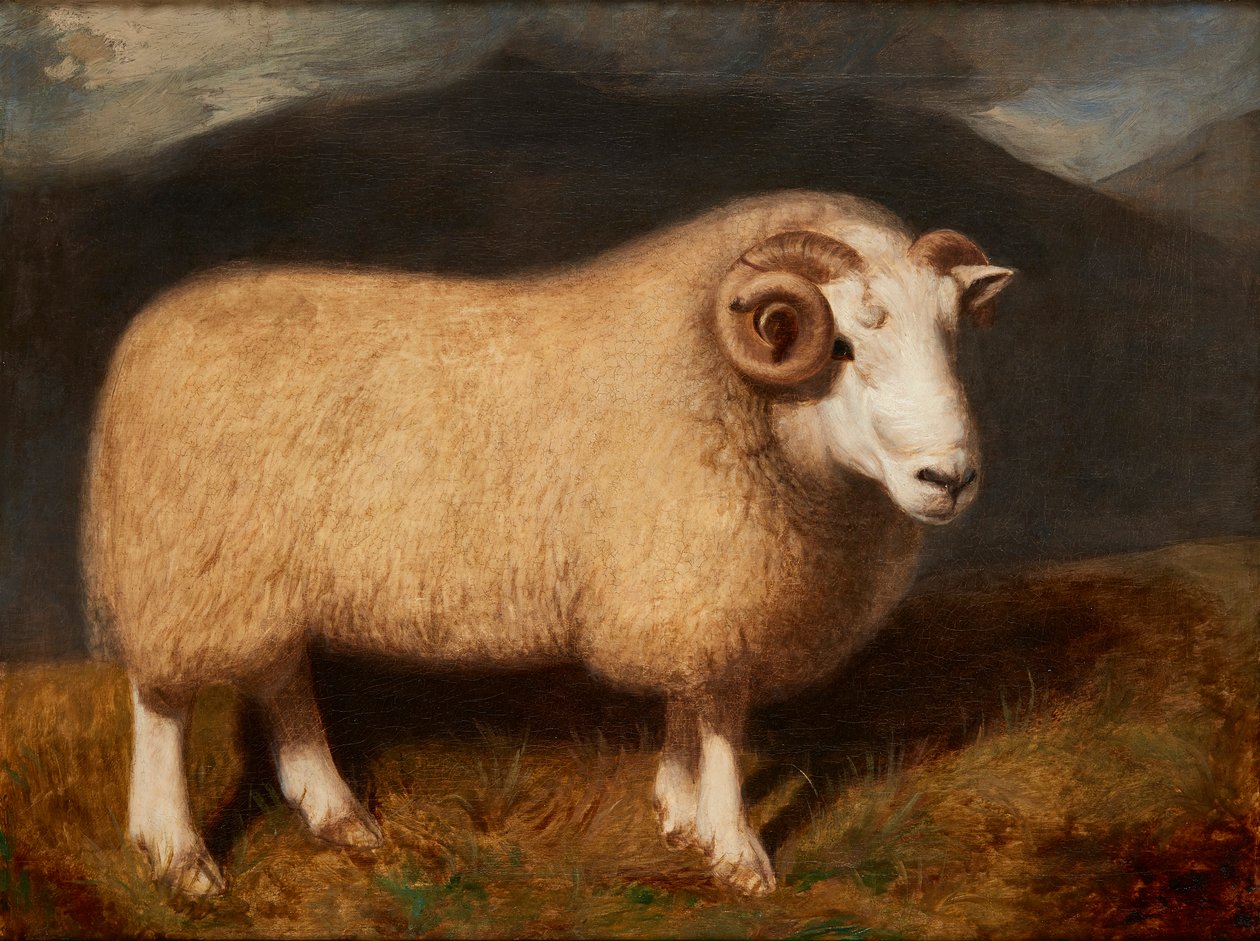 Een Cheviot Ram door William Shiels