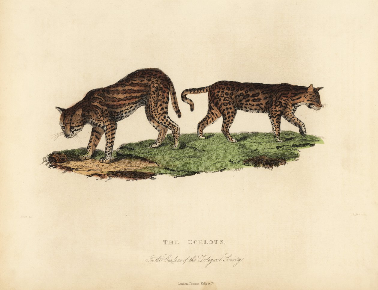 Ocelot, Leopardus pardalis door William Smellie