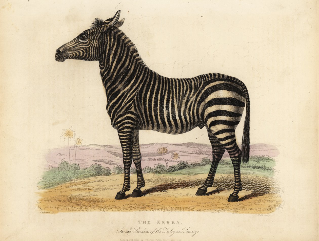 Plains zebra, Equus quagga door William Smellie