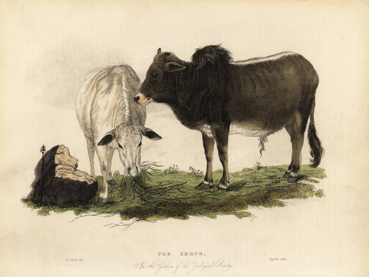 Zebu, Bos primigenius indicus door William Smellie