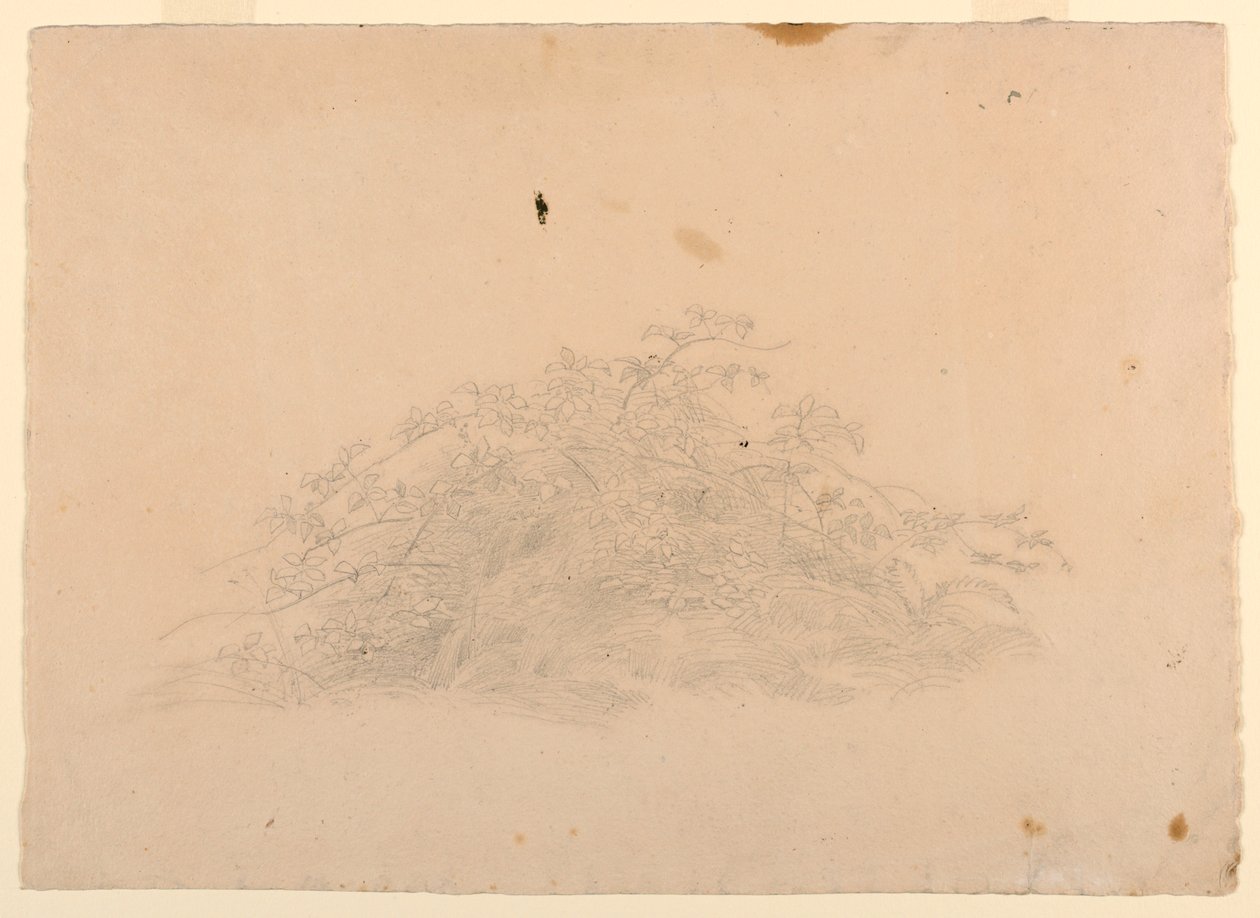 Studie van gebladerte door William Stanley Haseltine
