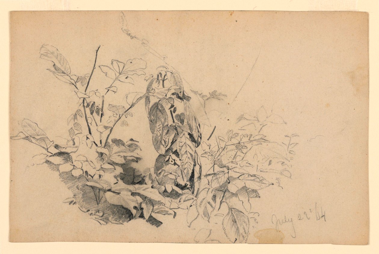 Studie van gebladerte door William Trost Richards