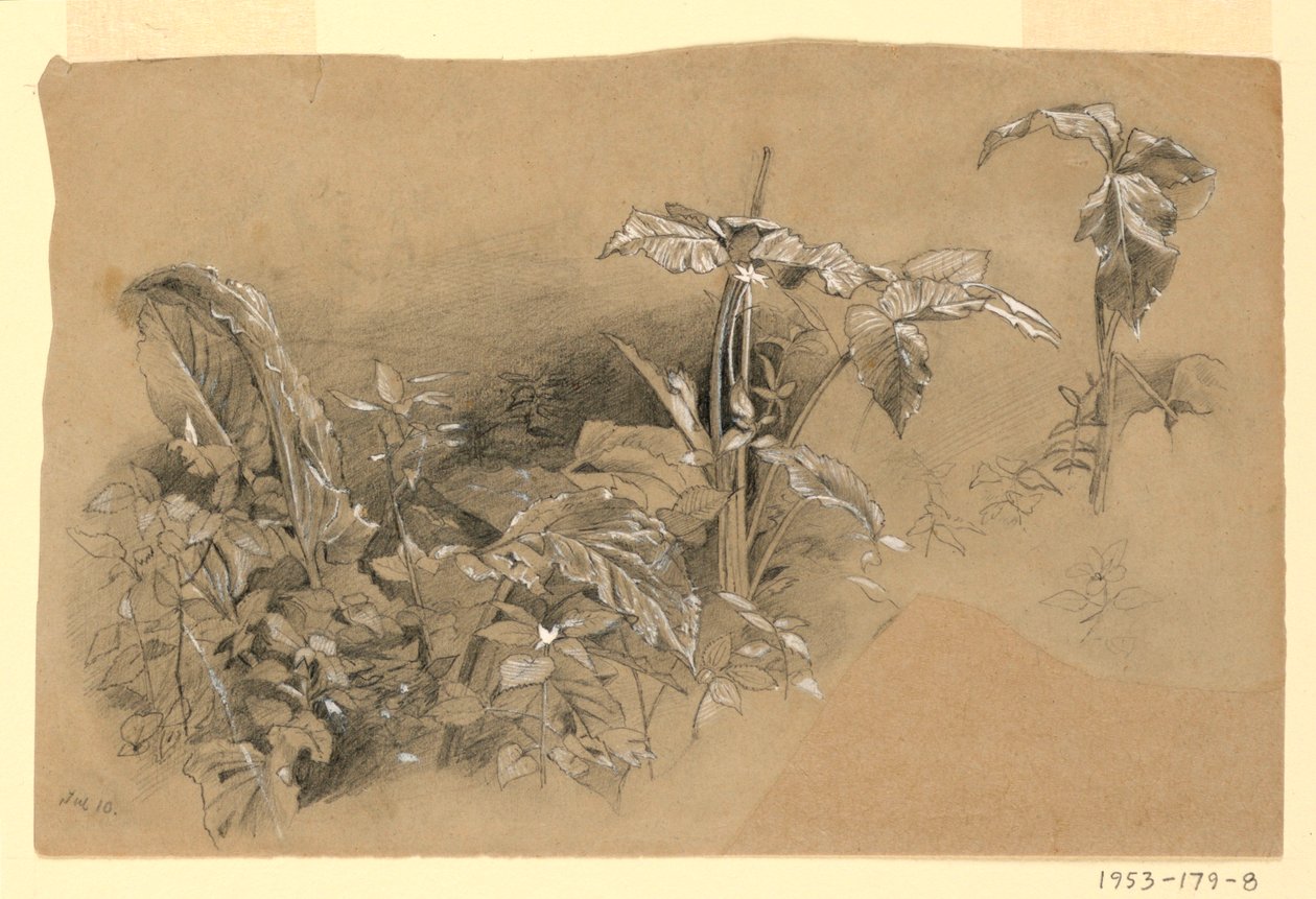 Studie van gebladerte door William Trost Richards