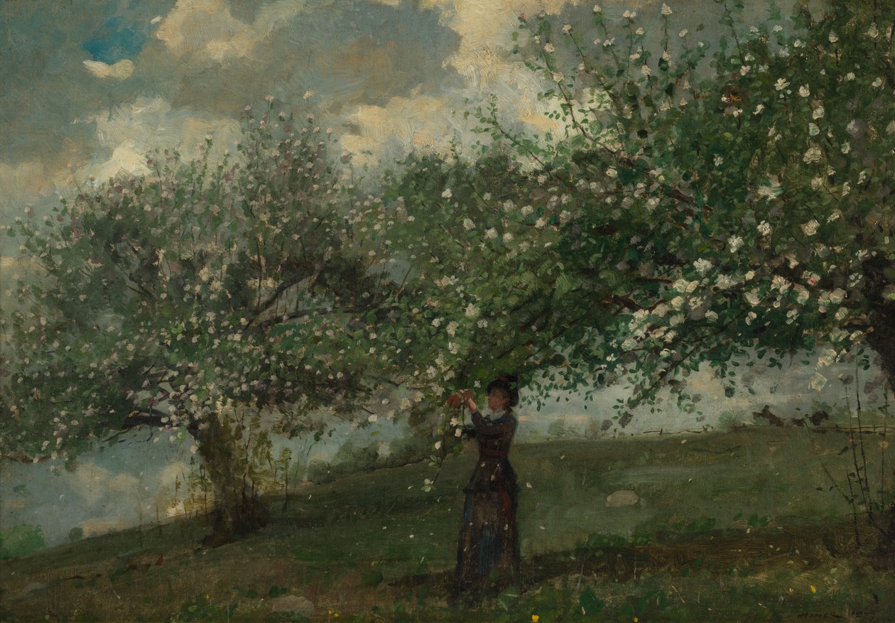 Meisje dat Appelbloesems Plukt door Winslow Homer