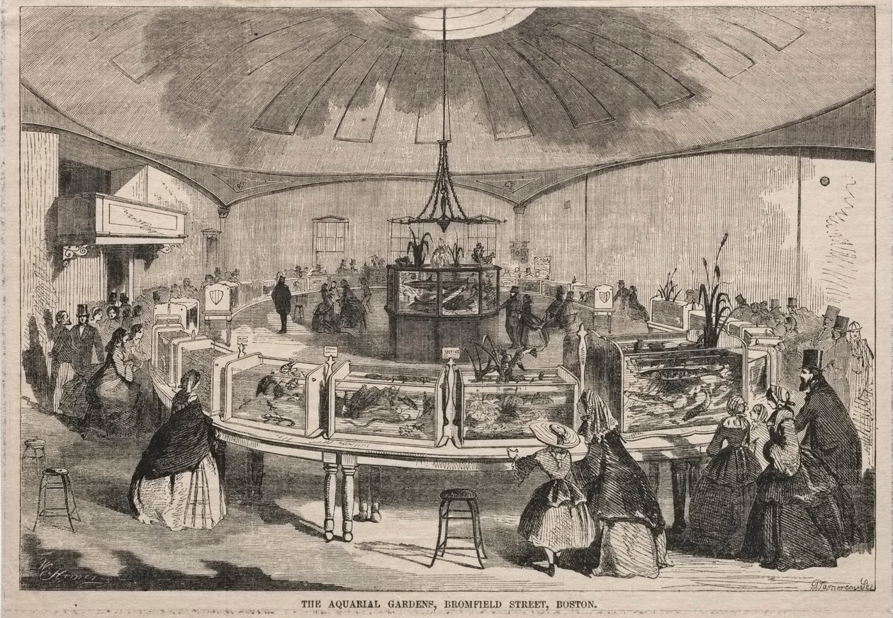 De Aquarial Gardens, Bromfield Street, Boston door Winslow Homer