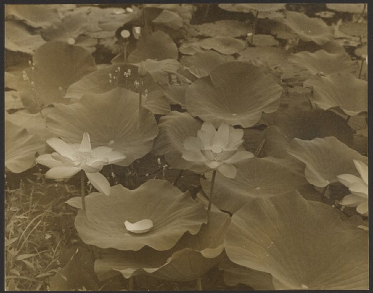 [Lotus]. door Yasuo Kuniyoshi