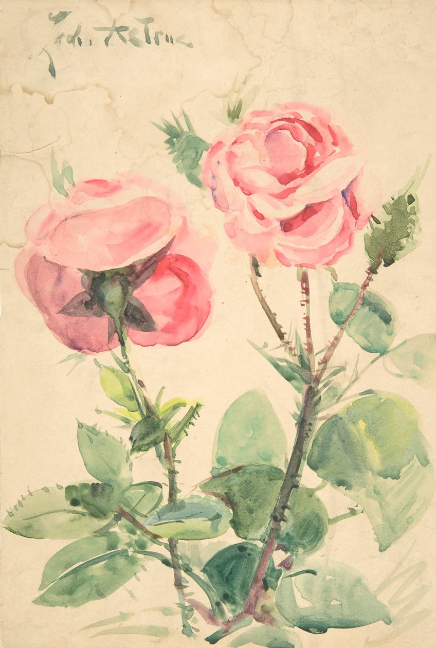 Twee Rozen, ca. 1884-1904 door Zacharie Astruc