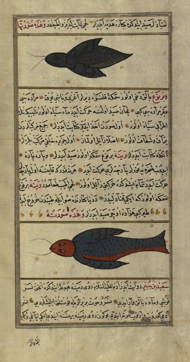 Twee vreemde vissen uit de Vaynah (Vinah) zeeën door Zakariya al Qazwini