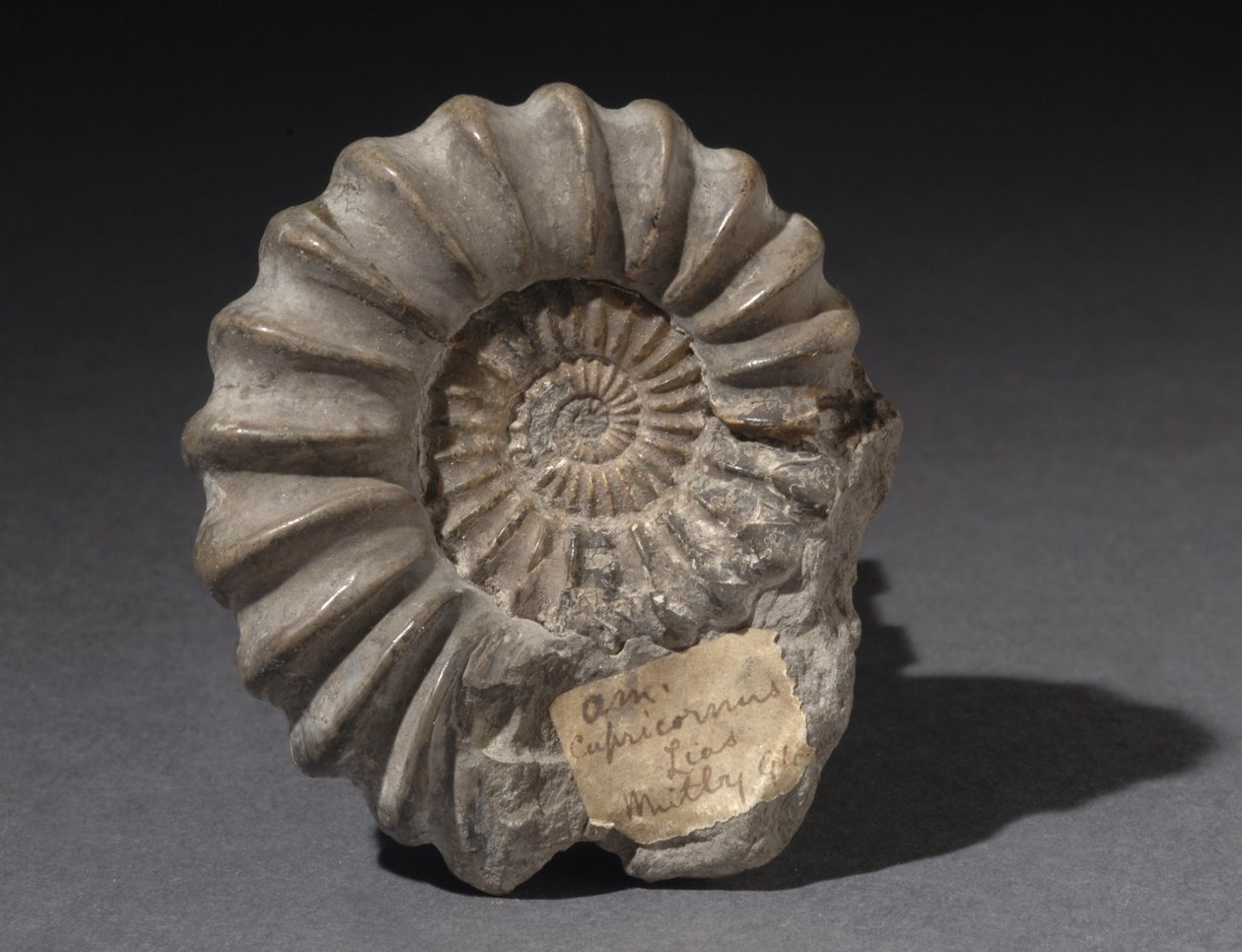 Ammoniet fossiel, ongeveer 185 miljoen jaar oud (foto) door Hippolyte Lalaise Devéria