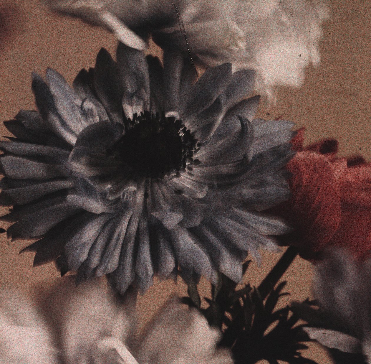 Anemonen (Anemoonbloemen) door Frederick (attr. to) Barnard