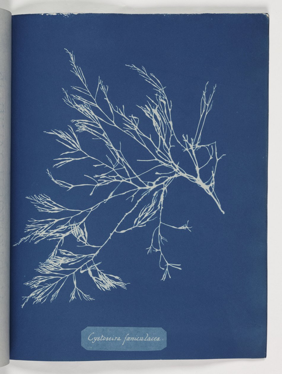 Cystoseira foeniculacea door Frederick (attr. to) Barnard