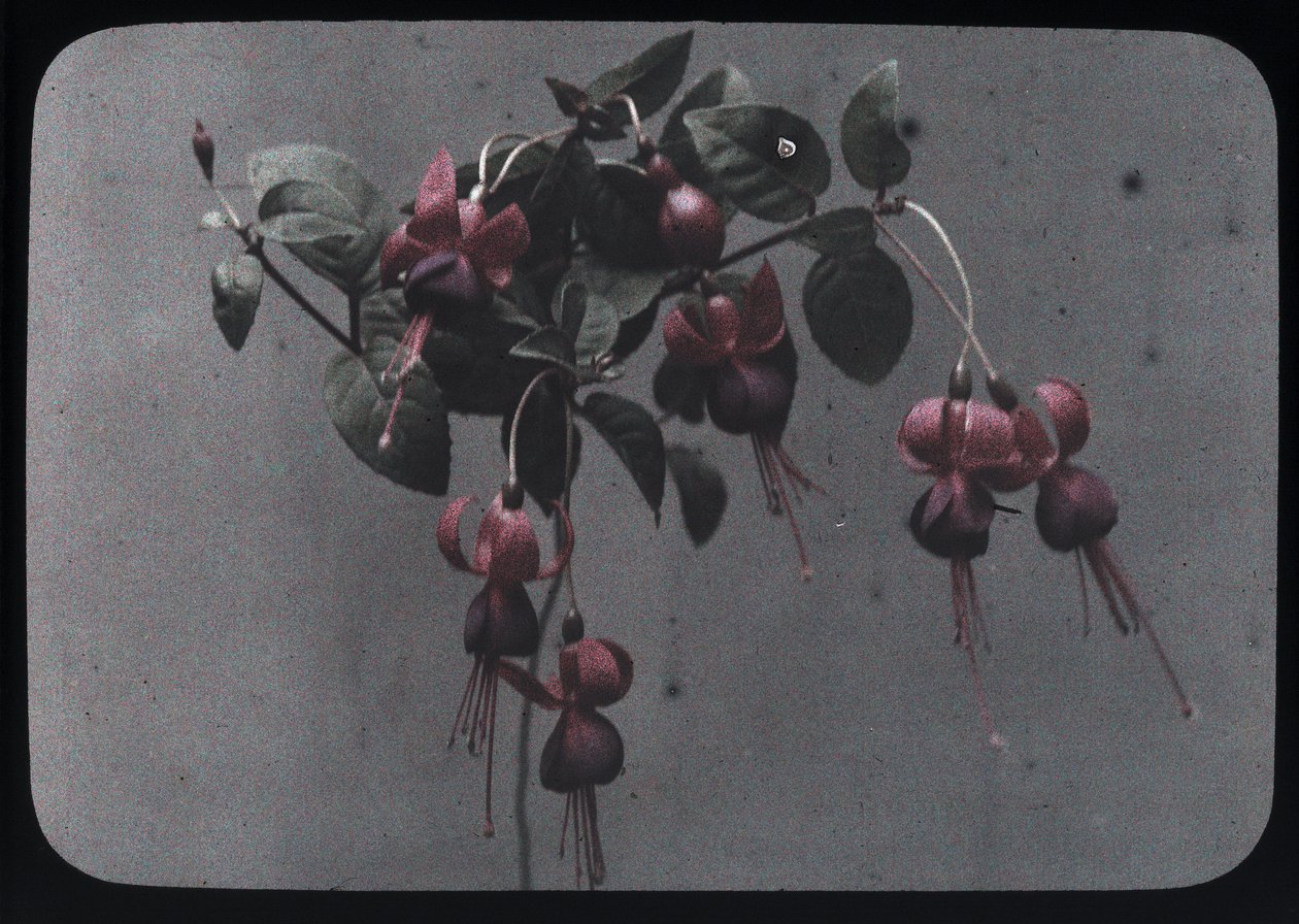 Fuchsia door Frederick (attr. to) Barnard