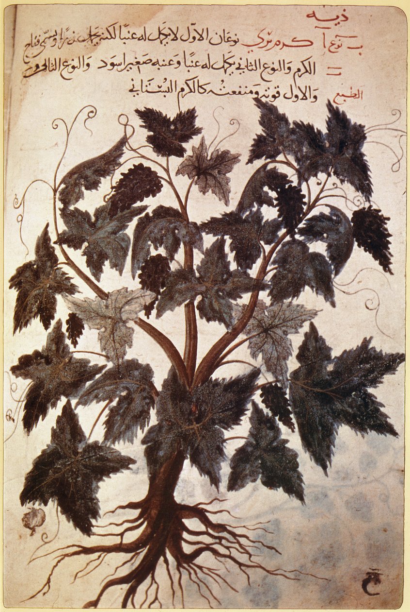 Kruiden Vitis door Ferdinand Georg Waldmuller