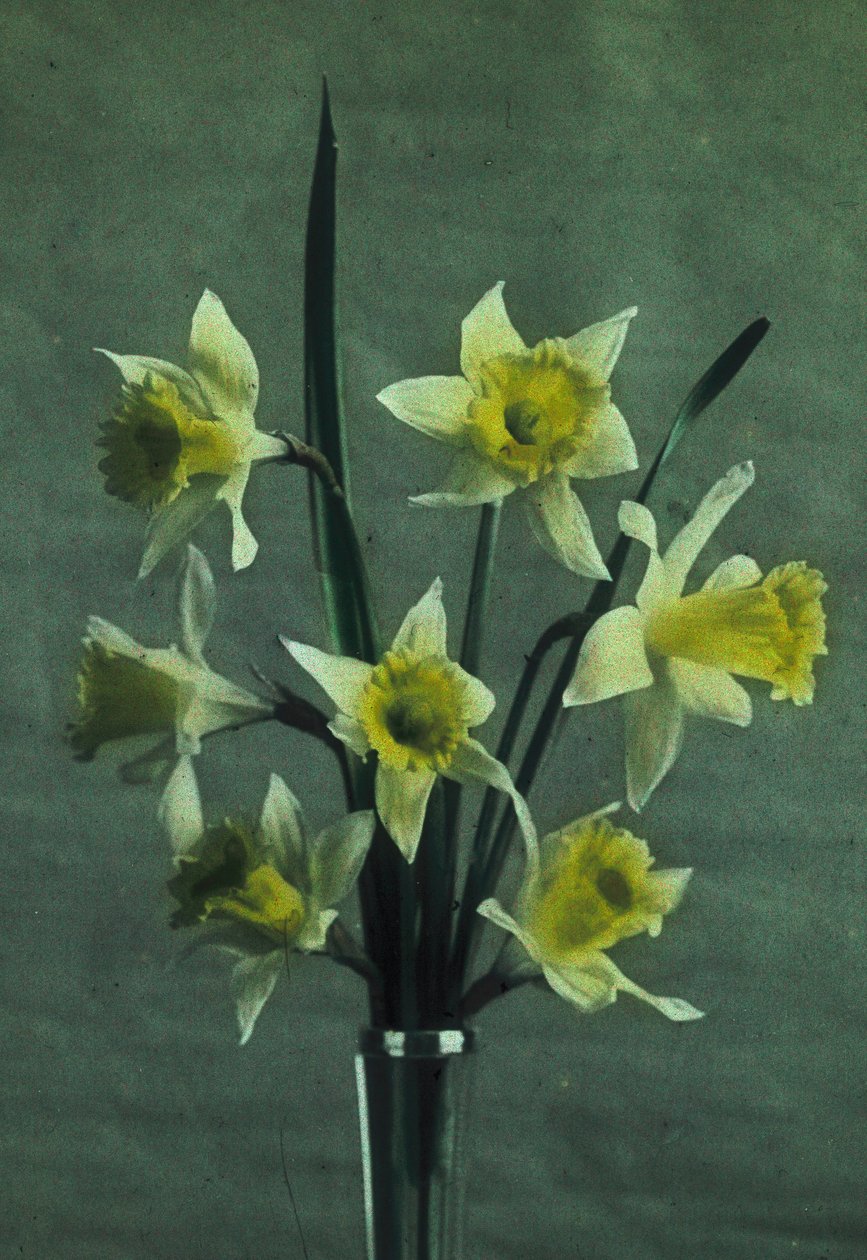 Narcissen (Daffodil - Golden Spur) door Frederick (attr. to) Barnard