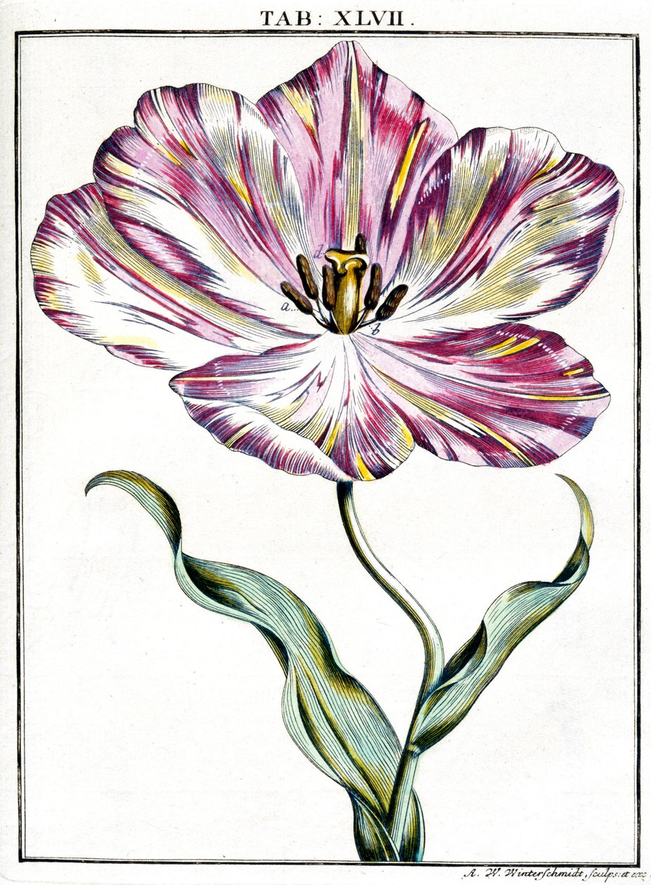 Microscopie door Frederick (attr. to) Barnard