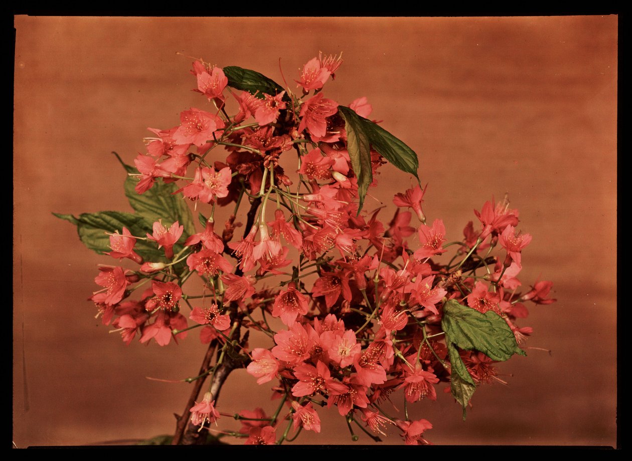 Rode bloemen, ca. 1940 door Frederick (attr. to) Barnard