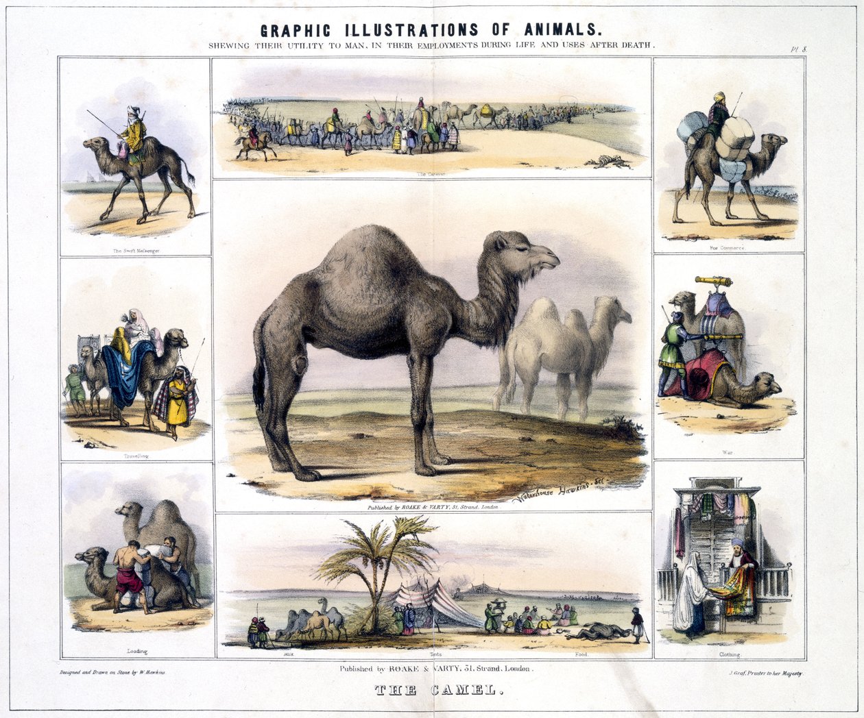 De kameel, c 1845 door Frederick (attr. to) Barnard