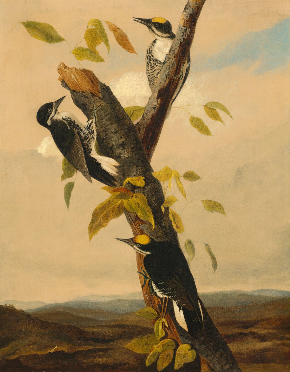 Driekleurige specht door after John James Audubon Joseph Bartholomew Kidd