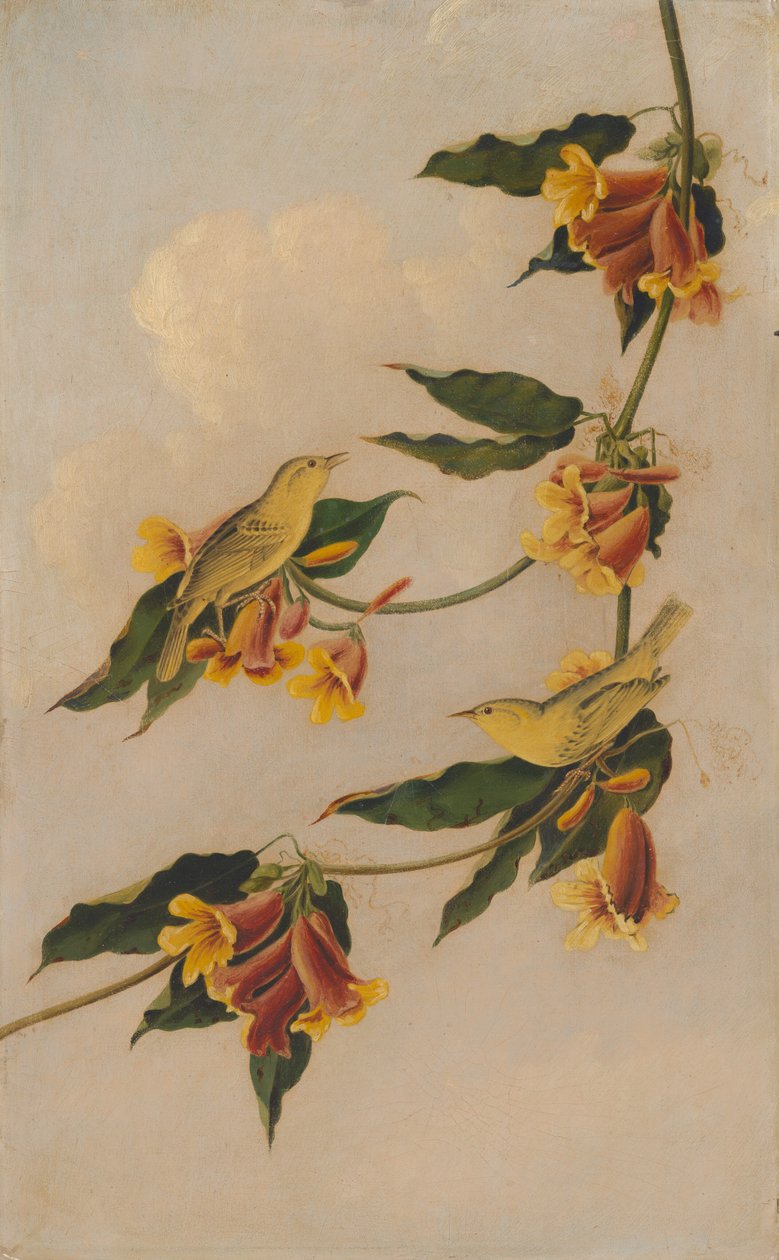 Gele Zanger door after John James Audubon Joseph Bartholomew Kidd