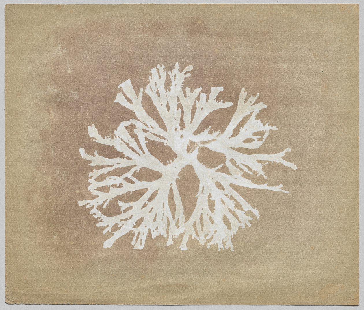 Algen door circle of William Henry Fox Talbot