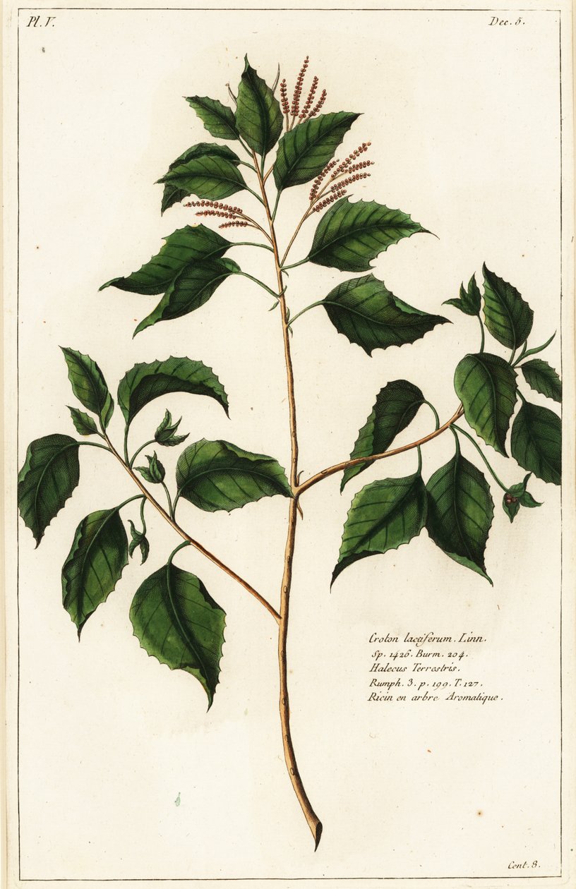 Candlenut, Croton laccifer door the Younger Dupin