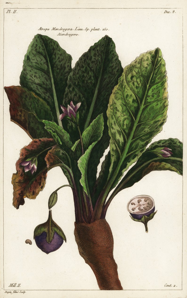 Mandragora, Mandragora officinarum door the Younger Dupin