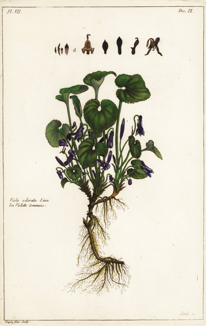 Zoet viooltje, Viola odorata, Linn door the Younger Dupin