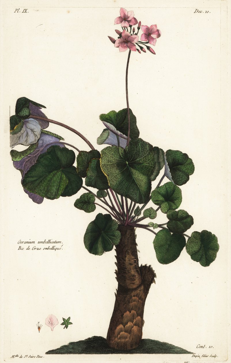 Onopgeloste soort geranium, Geranium umbellicatum door the Younger Dupin