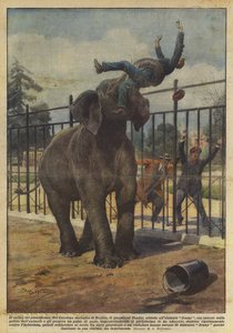 De misdaad van de pachyderm