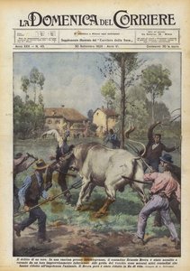 De misdaad van een stier