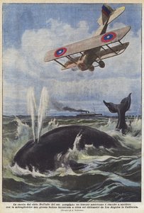 De jacht vanuit de lucht