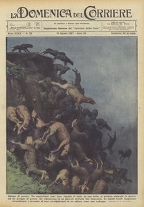 Slachting van schapen