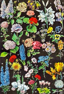 Illustratie van tuinbloemen, ca. 1923
