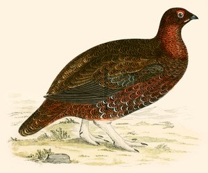 Rode korhoen