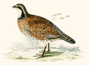 Virginische patrijs