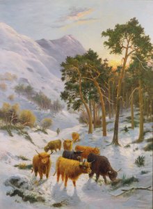 Hooglandvee in een Winterlandschap