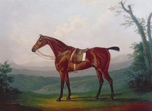 Portret van een renpaard
