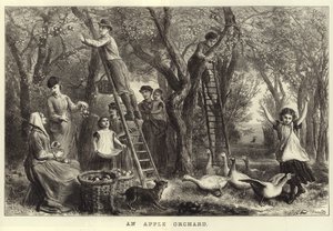 Een Appelboomgaard