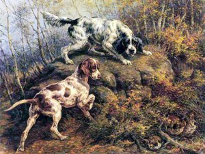 Pointer, Setter en Korhoen