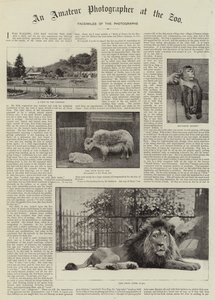 Een amateurfotograaf in de dierentuin
