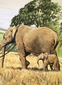 Baby olifant en moeder