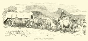 Kaapse ossenwagen