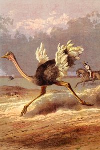 De struisvogel achterna