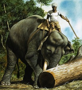 Olifant rolt boomstam