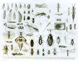 Entomologie insecten