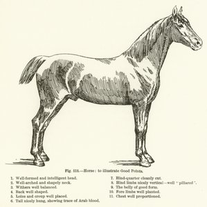 Paard, om goede punten te illustreren