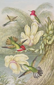 Kolibries tussen tropische bloemen
