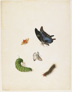 Insecten (ca. 1805)